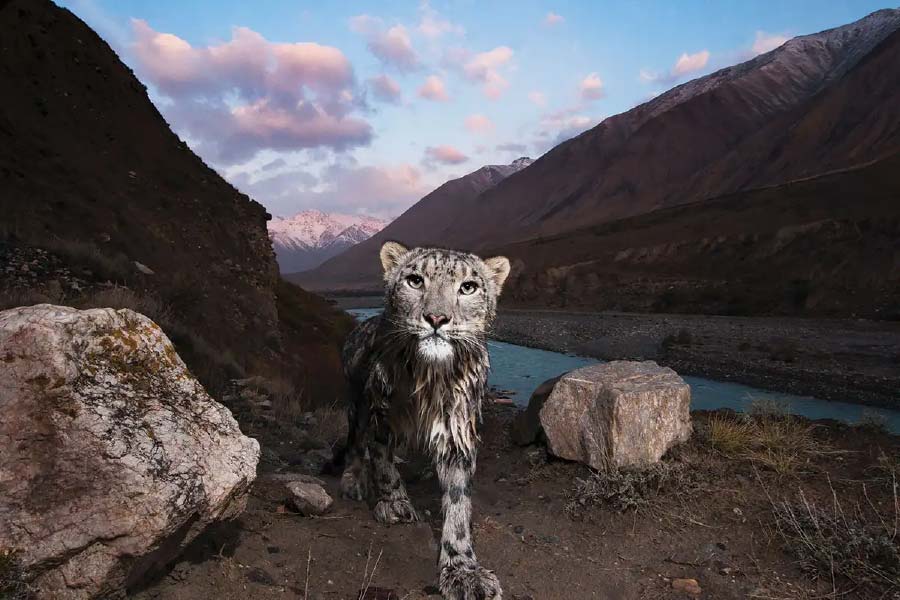 Photo of snow leopard.
