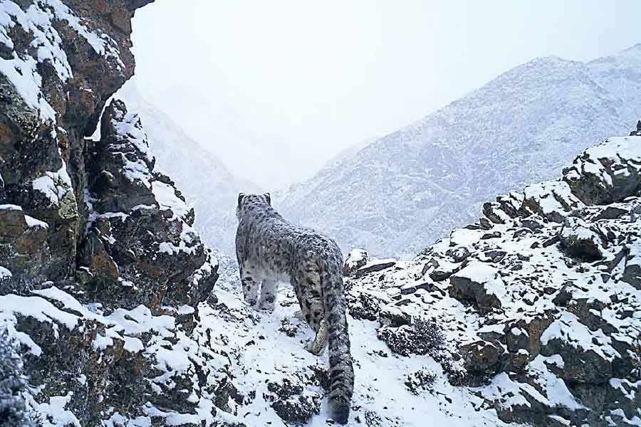 Photo of snow leopard.