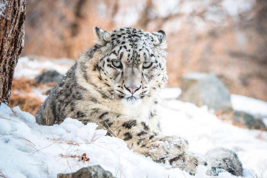 Photo of snow leopard.