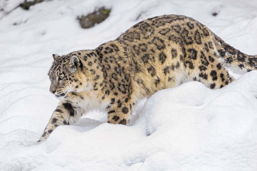 Photo of snow leopard.