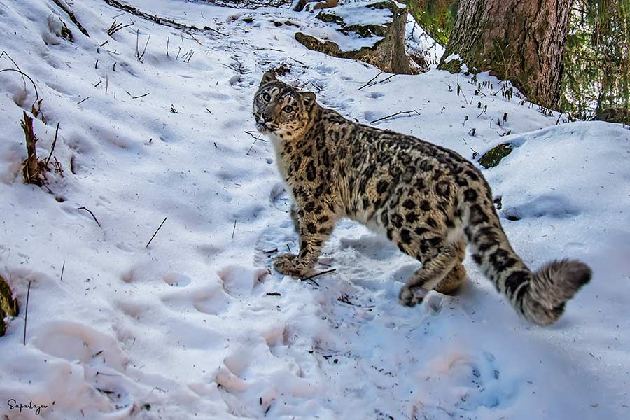 Photo of snow leopard.