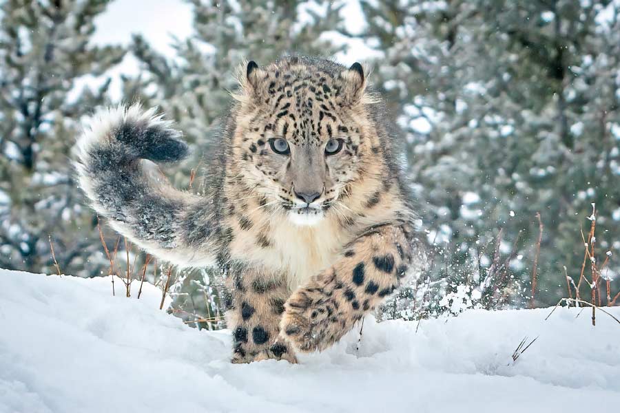 Photo of snow leopard.