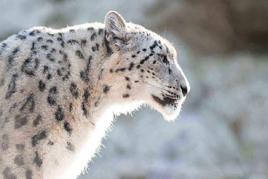 Photo of snow leopard.