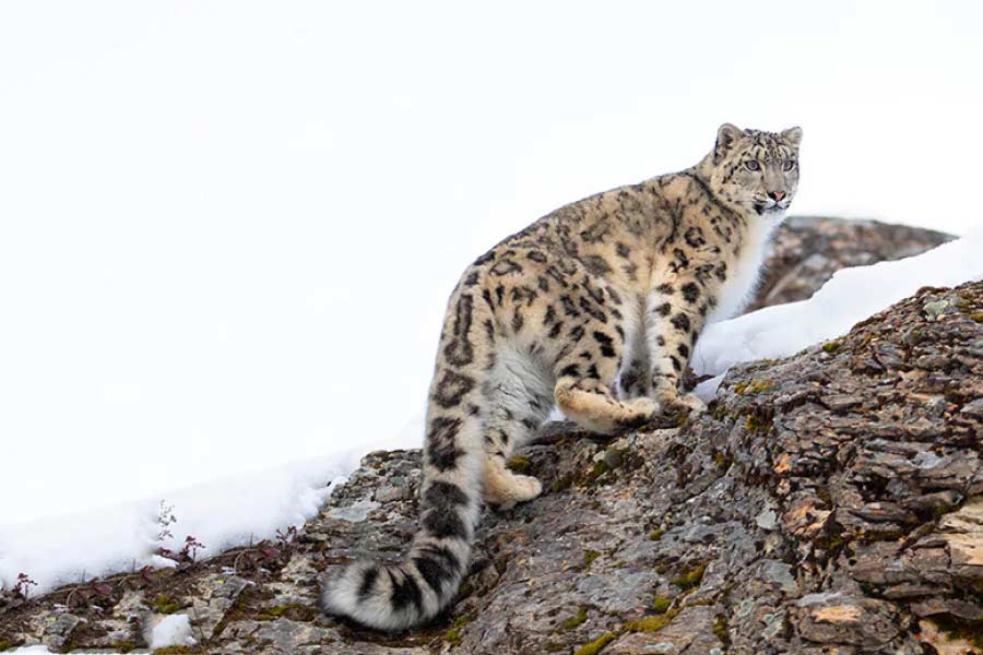 Photo of snow leopard.