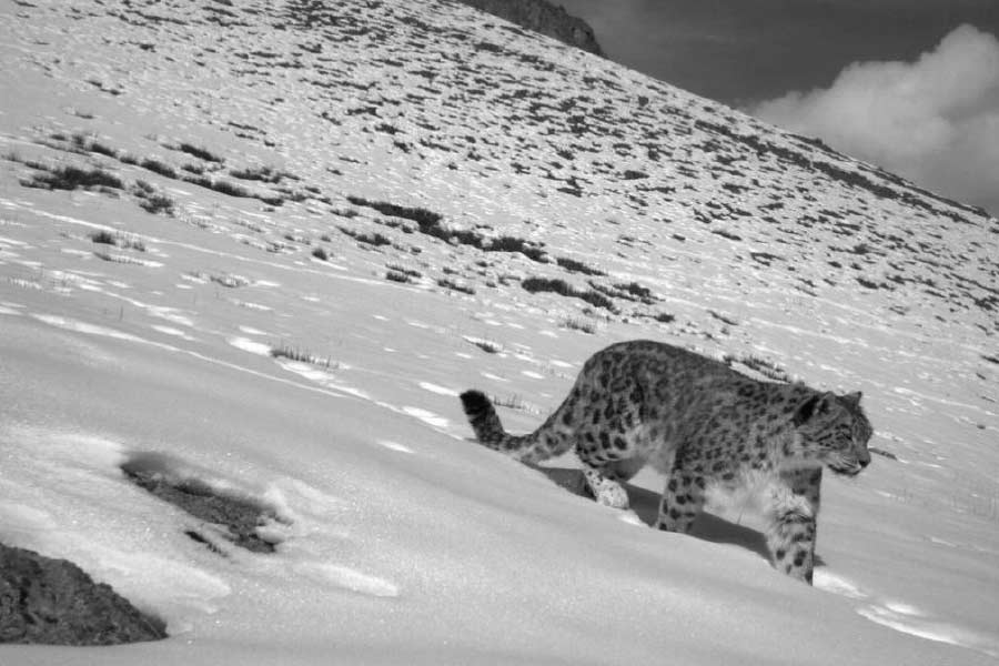 Photo of snow leopard.