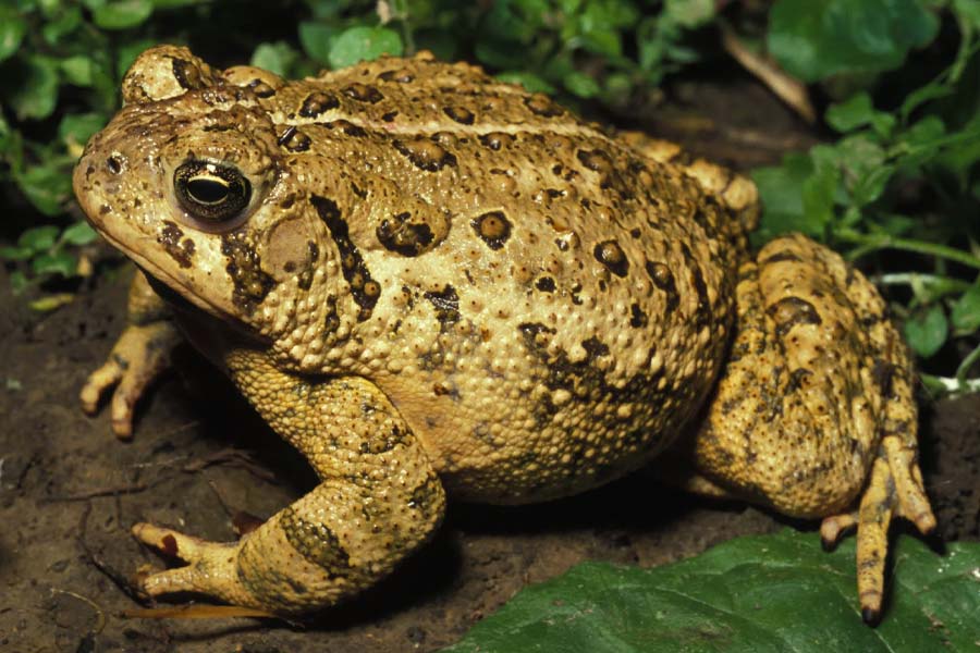 Odisha man kills toad and feeds it to daughters as one of them dies.