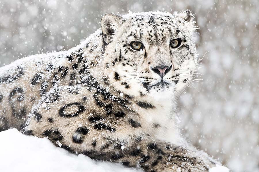 Photo of snow leopard.