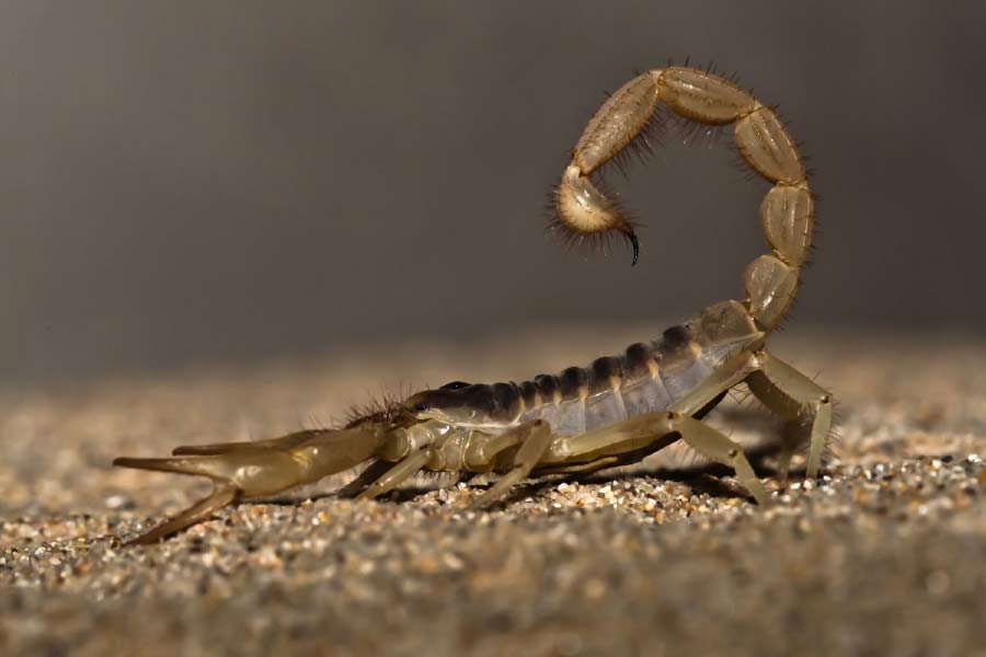 Image of scorpion