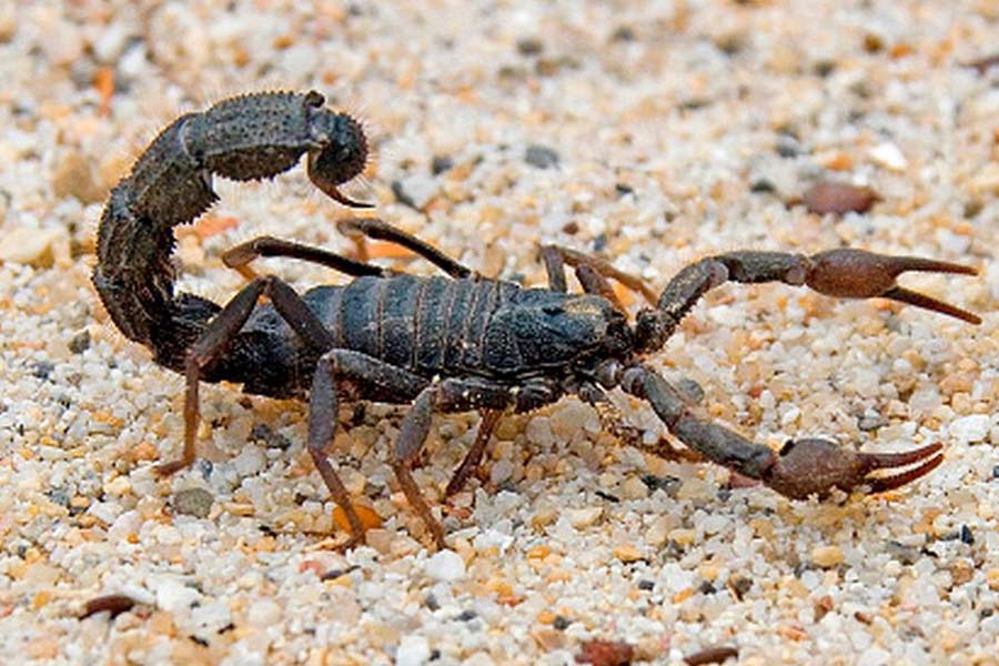 Image of scorpion