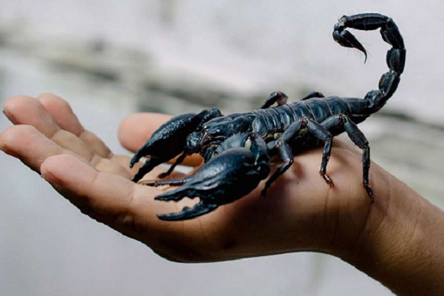 Image of scorpion