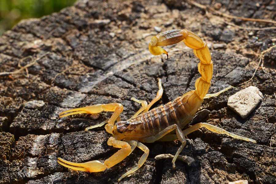 Image of scorpion