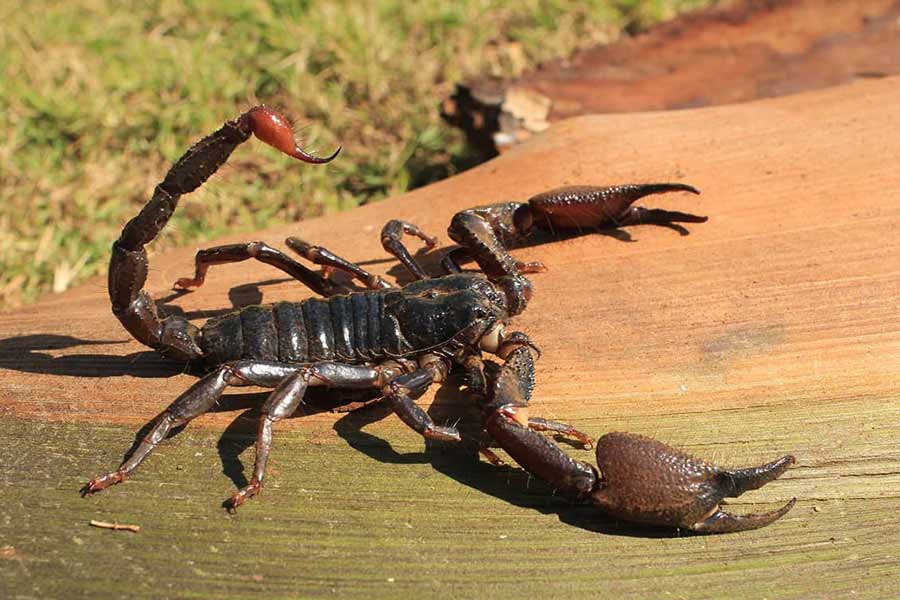 Image of scorpion