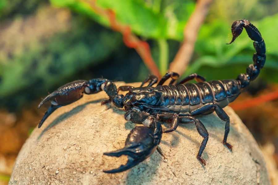 Image of scorpion