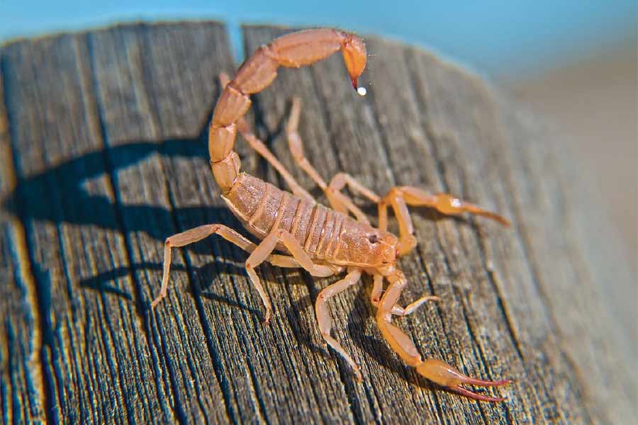 Image of scorpion