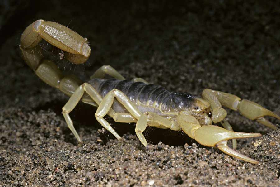 Image of scorpion