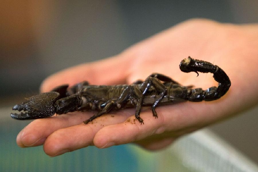 Image of scorpion