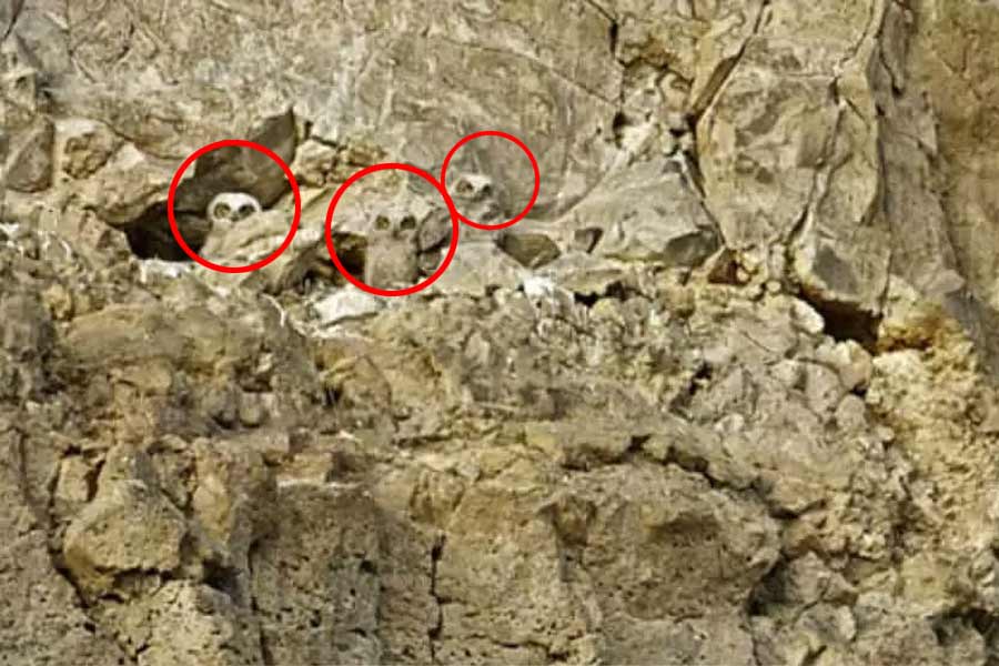 Optical Illusion of three owl in hill.