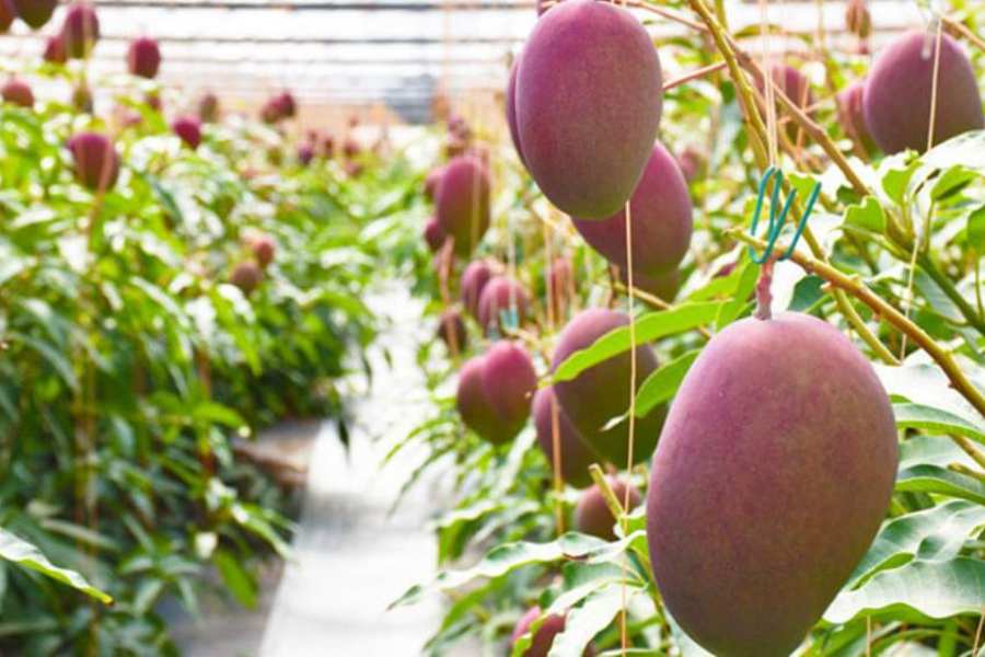 Miyazaki mango farming