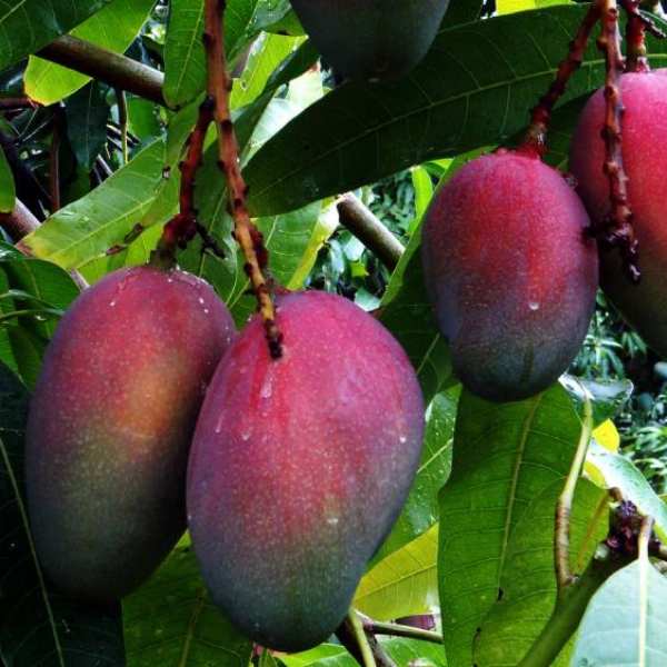 Miyazaki mango farming