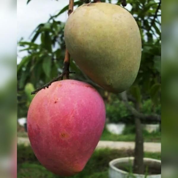 Miyazaki mangoes