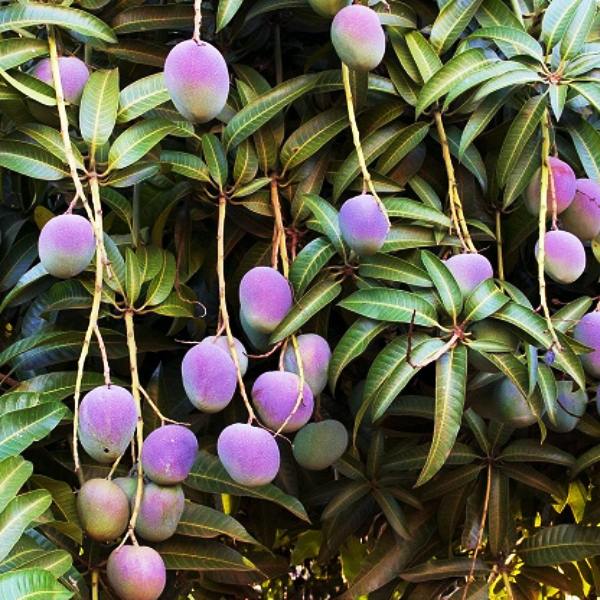 Miyazaki mango farming