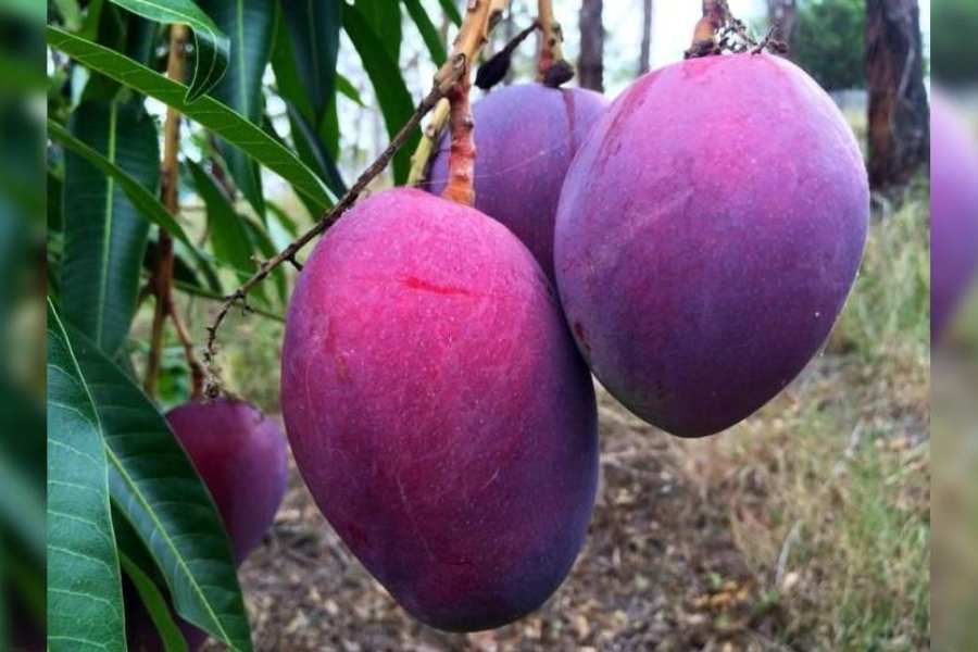 Miyazaki mango farming