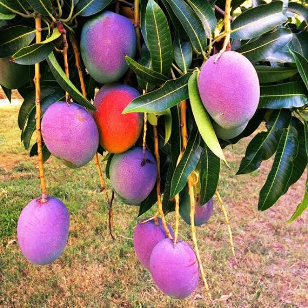 Miyazaki mango farming