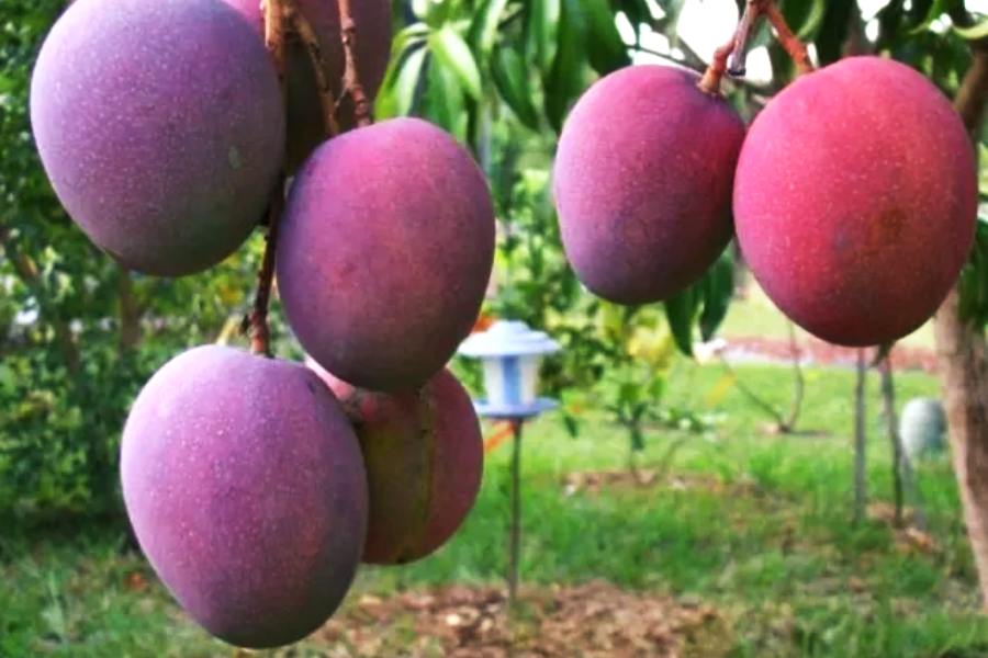 Miyazaki mango farming