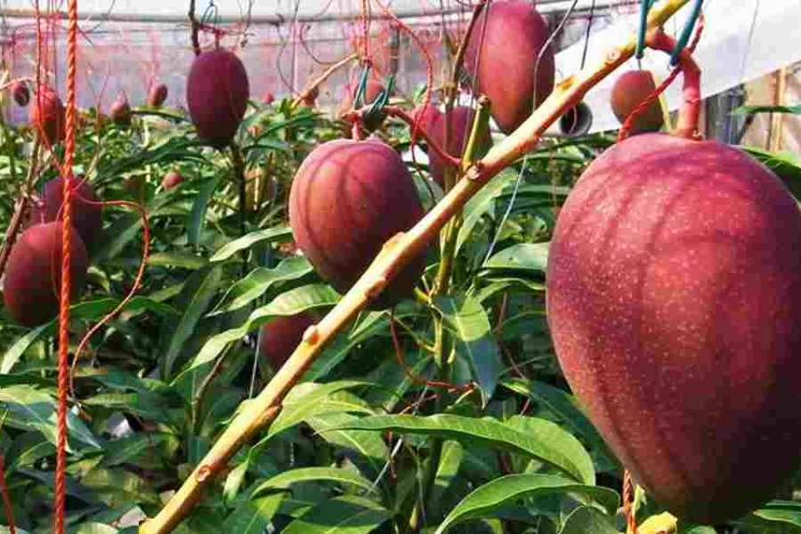 Miyazaki mango farming