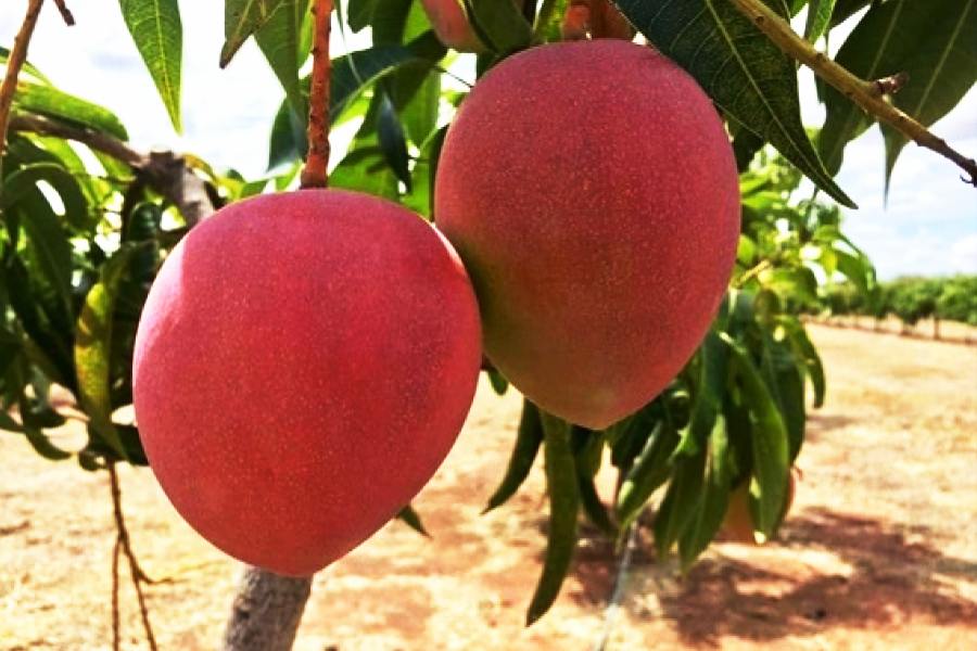 Miyazaki mango farming