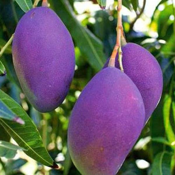 Miyazaki mango farming