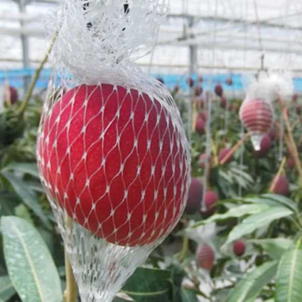 Miyazaki mango farming