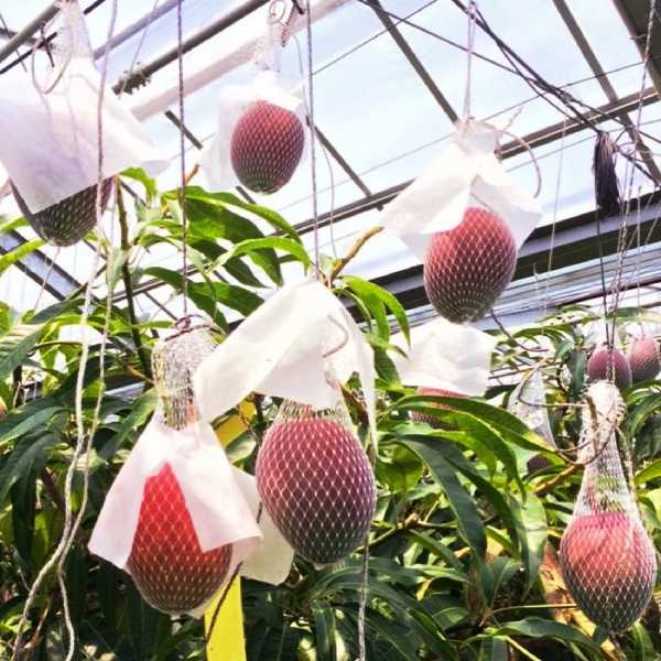 Miyazaki mango farming