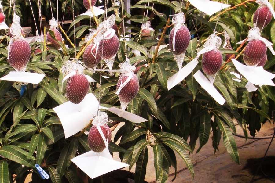 Miyazaki mango farming