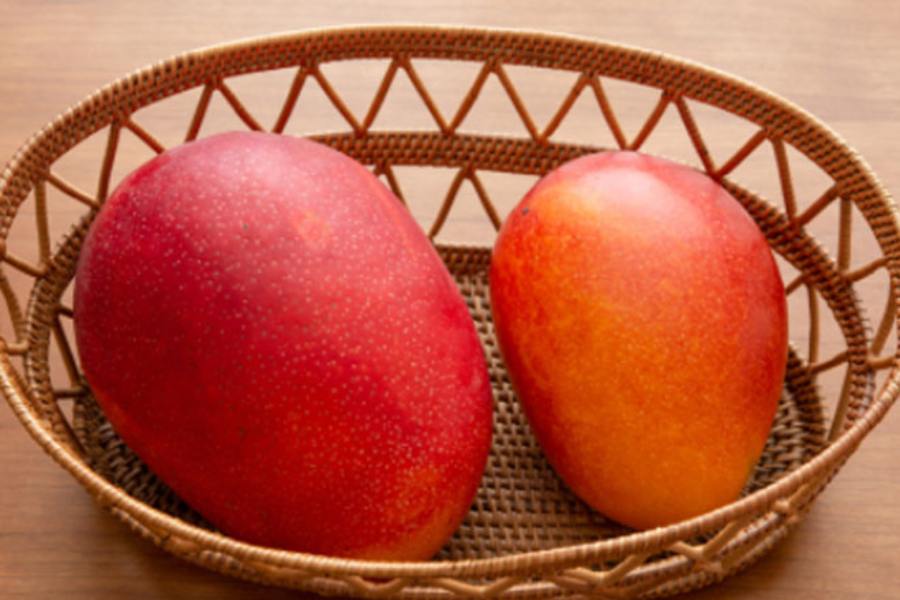 Miyazaki mango farming in Malda