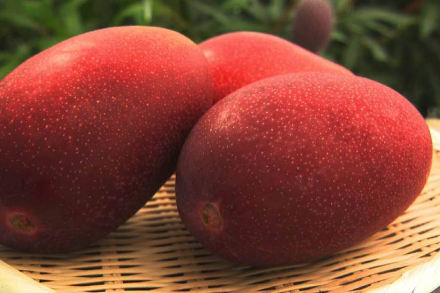 Miyazaki mangoes has anti oxidant