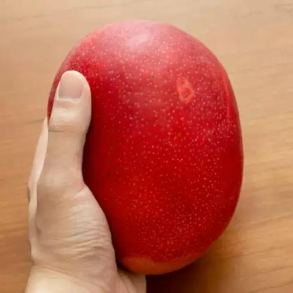 Miyazaki mangoes help control cholesterol
