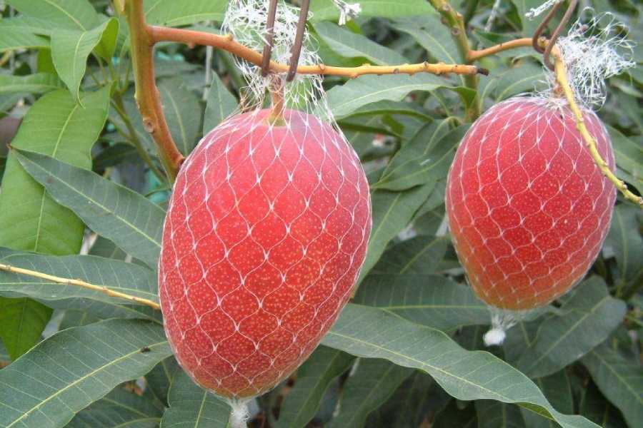 Miyazaki mangoes