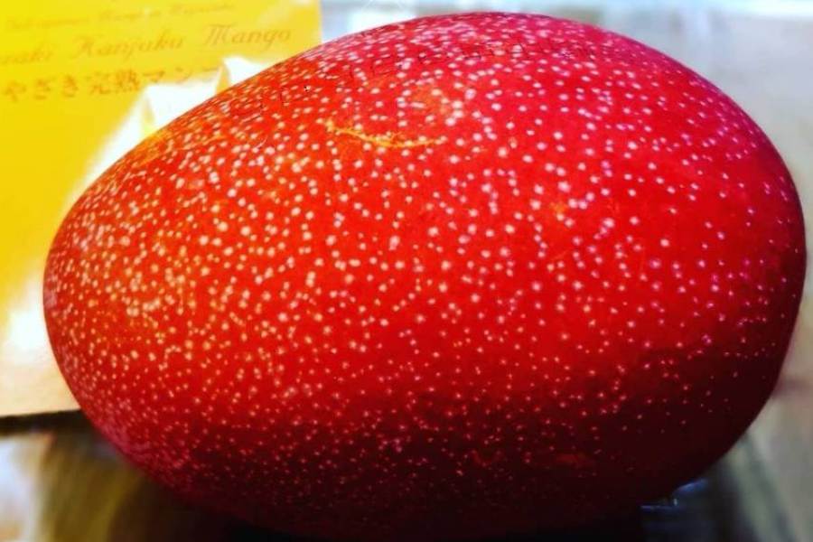 Miyazaki mango