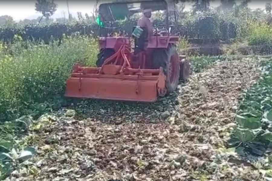 Peasant ruined his crop as he did not get right price