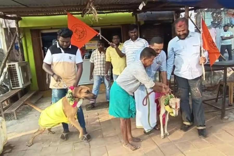 Hindu outfit of Tamil Nadu arranges dog’s marriage to protest against Valentine\'s Day