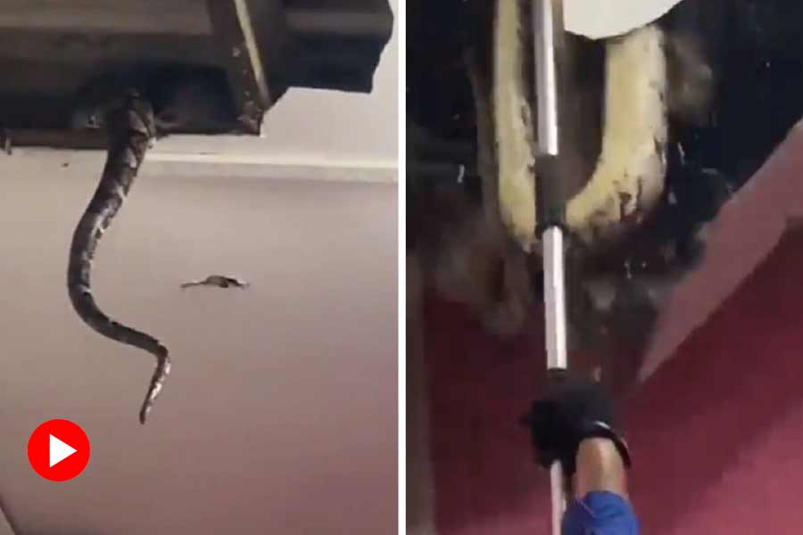 Giant snakes found in false ceiling 