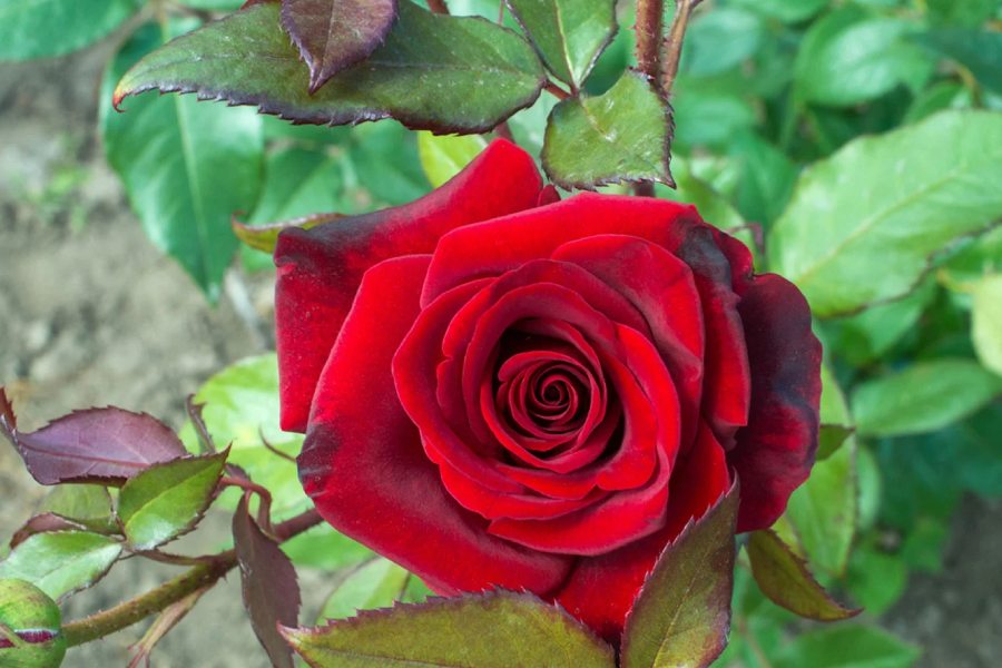 image of rose.