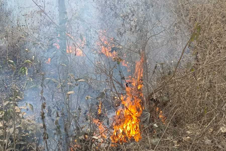 Why and how fire brook out in Bankura Forest 