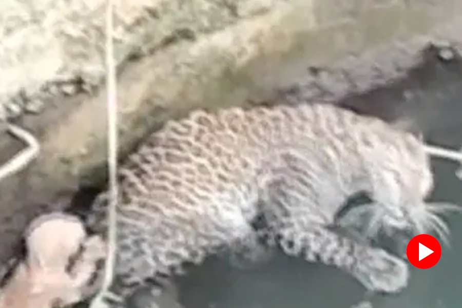 Leopard and cat got trapped in a well in Maharashtra.