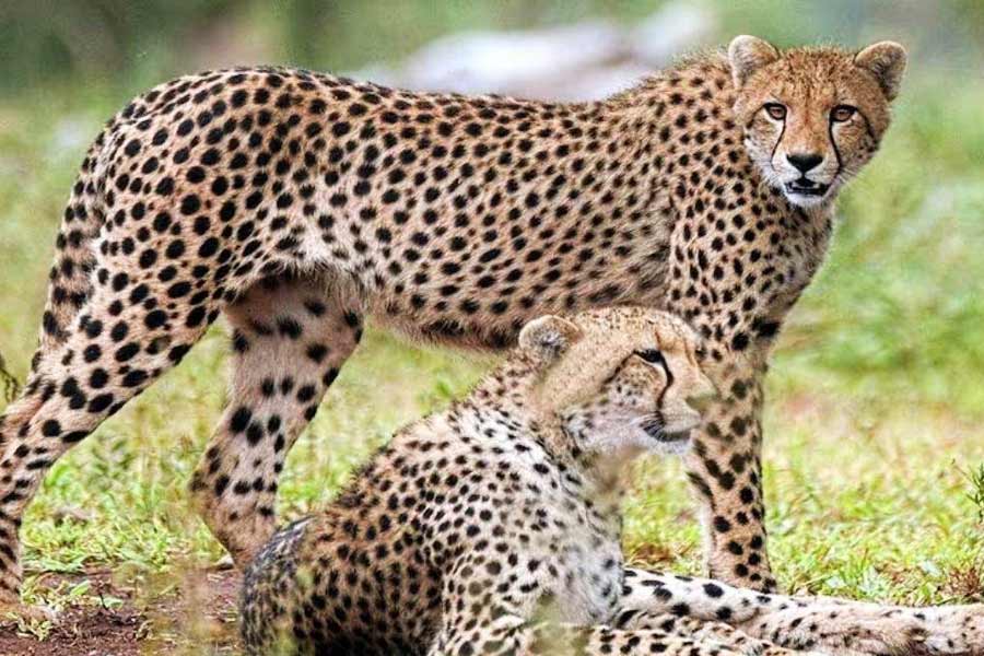 Union Forest and Environment Minister says, 12 Cheetahs from South Africa to Arrive in India on 18 February 2023