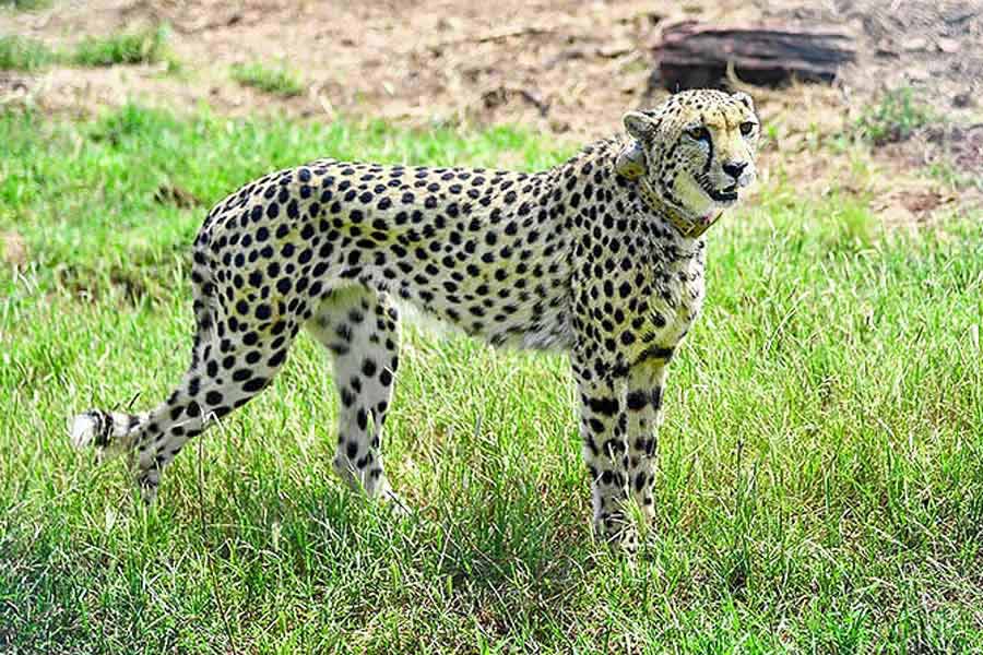 Doctors reveal the cause of death of the Namibian Cheetah that was brought in India months ago.