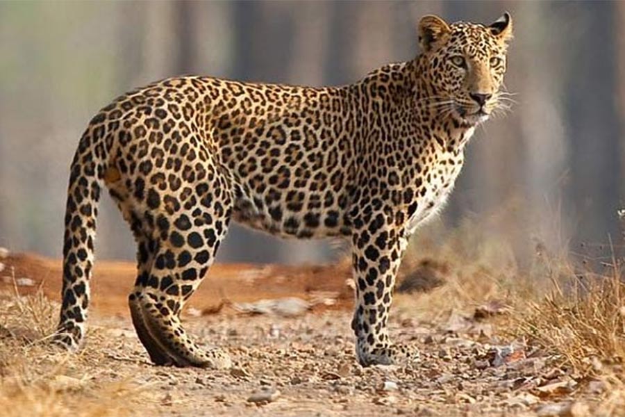 Picture of Cheetah.