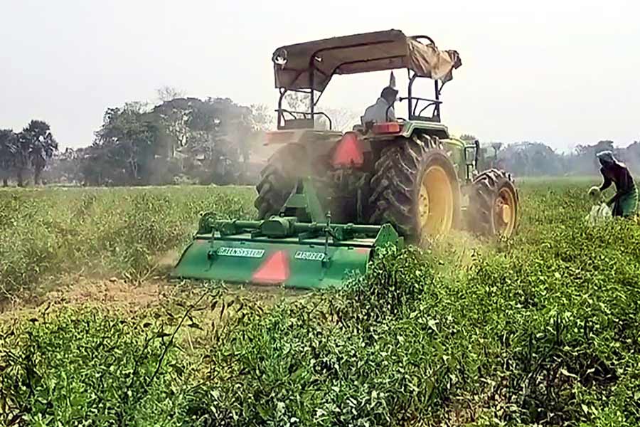 Farmers destroying their chili crops out of rage