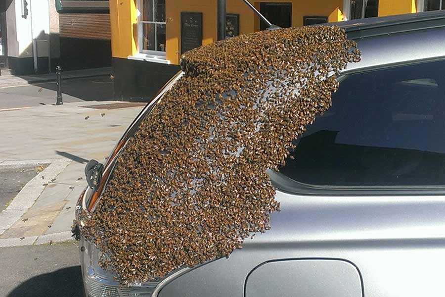 Thousands of bees chased SUV for 2 long days in Wales.